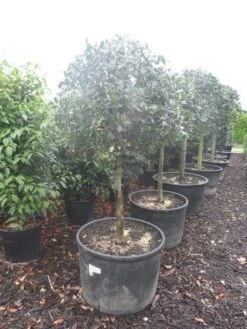 Hulst Op Stam (Ilex Aquifolium) -Garden Plants Series Store ilex aquifolium halfstam c130 150