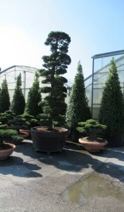 Japanse Hulst Als Bonsai (Ilex Crenata) -Garden Plants Series Store ilex bonsai 1