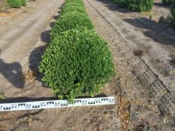 Japanse Hulst Als Bolvorm (Ilex Crenata) -Garden Plants Series Store ilex crenata 60 cm breed bol drkl 2