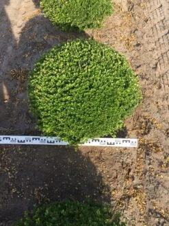 Japanse Hulst Als Bolvorm (Ilex Crenata) -Garden Plants Series Store ilex crenata 70 cm breed bol drkl 1