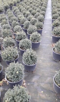 Japanse Hulst (Ilex Crenata 'Kinme') -Garden Plants Series Store ilex crenata ball d25 10lt 1