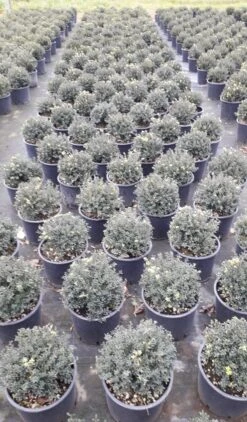 Japanse Hulst (Ilex Crenata 'Kinme') -Garden Plants Series Store ilex crenata ball d25 10lt 2