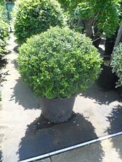 Japanse Hulst In Bolvorm (Ilex Crenata 'Convexa') -Garden Plants Series Store ilex crenata convexa bol 80 100