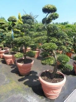 Japanse Hulst Als Bonsai (Ilex Crenata) -Garden Plants Series Store ilex crenata kinmei bonsai 160 180 1