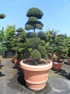 Japanse Hulst Als Bonsai (Ilex Crenata) -Garden Plants Series Store ilex crenata kinmei bonsai 160 180 extra 1