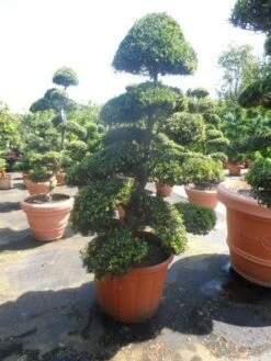 Japanse Hulst Als Bonsai (Ilex Crenata) -Garden Plants Series Store ilex crenata kinmei bonsai 175 200 extra 1