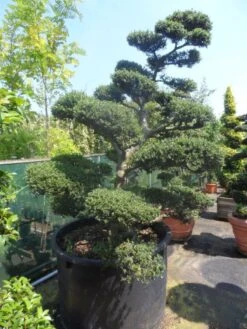 Japanse Hulst Als Bonsai (Ilex Crenata) -Garden Plants Series Store ilex crenata kinmei bonsai 200 225 c750 1000 1
