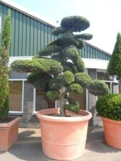 Japanse Hulst Als Bonsai (Ilex Crenata) -Garden Plants Series Store ilex crenata kinmei bonsai 250 300 solitair extra