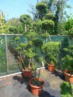 Japanse Hulst Als Bonsai (Ilex Crenata) -Garden Plants Series Store ilex crenata ponpon 125 150 1