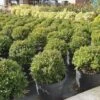 Japanse Hulst (Ilex Crenata 'Kinme') -Garden Plants Series Store ilex kimne bol
