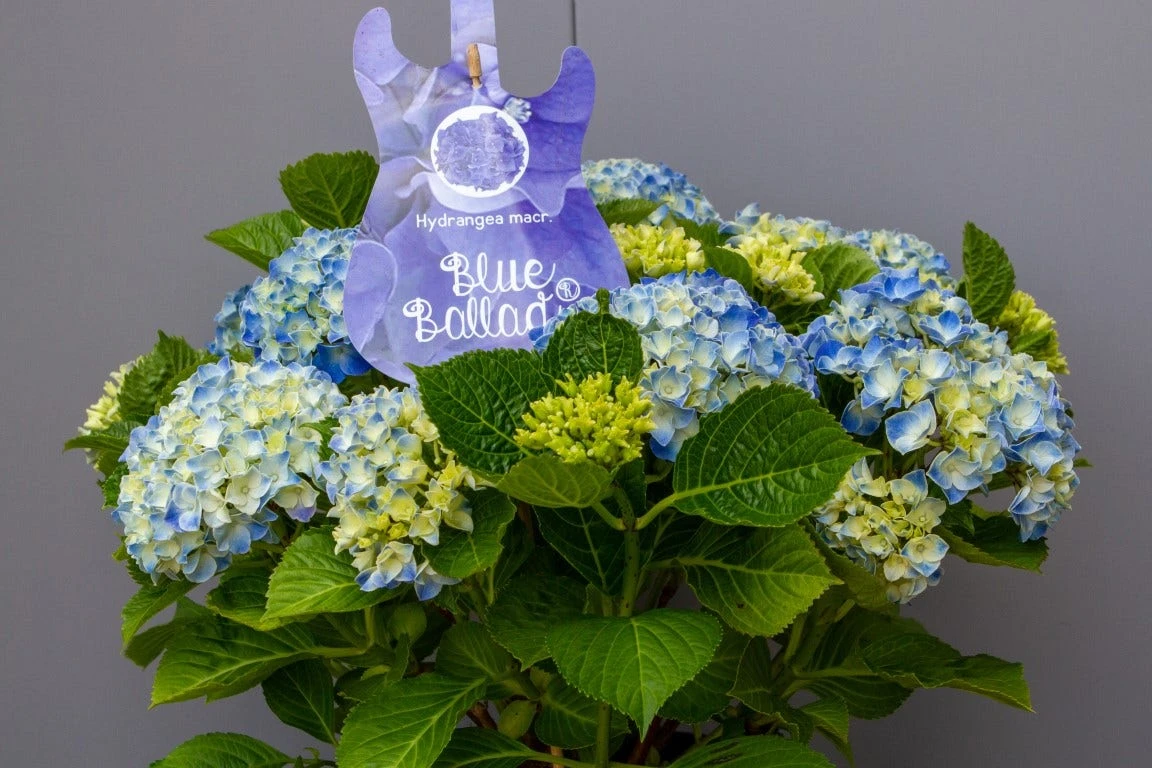 Hortensia Blue Ballad (Hydrangea 'Music Collection') 4 Hortensia Blue Ballad (Hydrangea 'Music Collection') - Image 2
