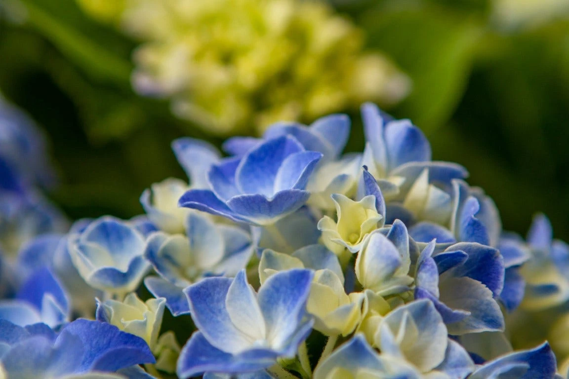 Hortensia Blue Ballad (Hydrangea 'Music Collection') 5 Hortensia Blue Ballad (Hydrangea 'Music Collection') - Image 3