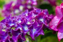 Hortensia Paars (Hydrangea 'Forever&Ever') -Garden Plants Series Store img 1426 2
