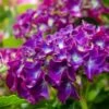Hortensia Paars (Hydrangea 'Forever&Ever') -Garden Plants Series Store img 1427 1