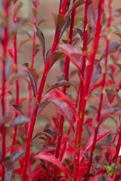 Pronkklokje (Enkianthus Campanulatus) -Garden Plants Series Store img 1496