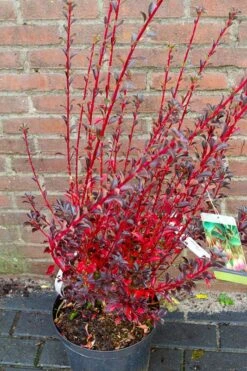 Pronkklokje (Enkianthus Campanulatus) -Garden Plants Series Store img 1497