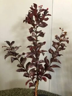 Lagerstroemia Als Halfstam (Lagerstroemia Indica 'Rhapsody In Pink') -Garden Plants Series Store img 2474 1 1 1