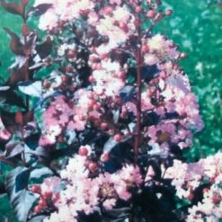 Lagerstroemia Als Halfstam (Lagerstroemia Indica 'Rhapsody In Pink') -Garden Plants Series Store img 2475 1 1 1