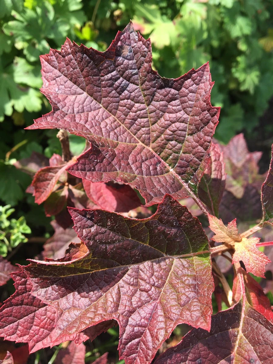 Eikenbladhortensia (Hydrangea Quercifolia 'Ruby Slippers') 4 Eikenbladhortensia (Hydrangea Quercifolia 'Ruby Slippers') - Image 2