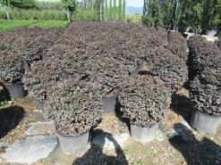 Loropetalum Als Bolvorm (Loropetalum 'Fire Dance') -Garden Plants Series Store img 4054