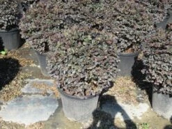 Loropetalum Als Bolvorm (Loropetalum 'Fire Dance') -Garden Plants Series Store img 4055