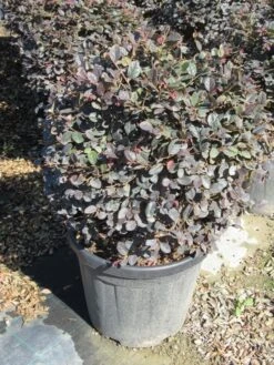 Loropetalum Als Bolvorm (Loropetalum 'Fire Dance') -Garden Plants Series Store img 4056