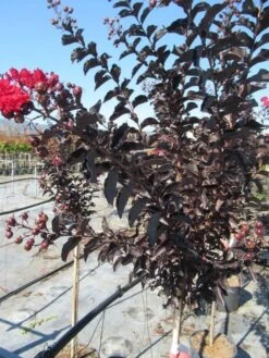 Lagerstroemia Als Halfstam (Lagerstroemia 'Black Diamond Best Red') -Garden Plants Series Store img 4242