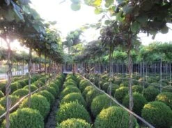 Kiwiplant Als Dakboom (Actinidia Chinensis) 10 Kiwiplant Als Dakboom (Actinidia Chinensis) -Garden Plants Series Store img 4340