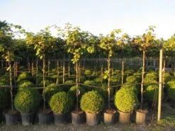 Kiwiplant Als Dakboom (Actinidia Chinensis) -Garden Plants Series Store img 4342 1