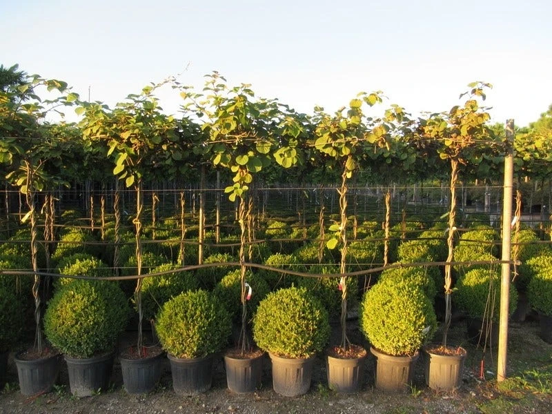 Kiwiplant Als Dakboom (Actinidia Chinensis) 7 Kiwiplant Als Dakboom (Actinidia Chinensis) - Image 6