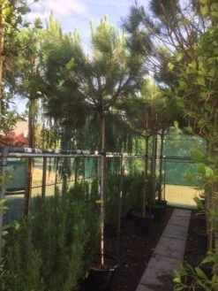 Parasolden (Pinus Pinea) -Garden Plants Series Store img 8351