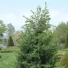 Jeneverbes (Juniperus Communis 'Hibernica') -Garden Plants Series Store juchiber 7