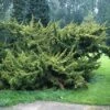 Jeneverbes (Juniperus Chinensis 'Plumosa Aurea') -Garden Plants Series Store jucpaure 1 1
