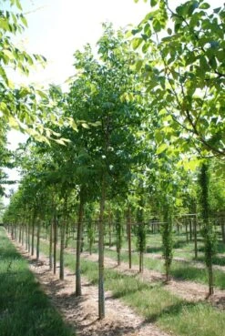 Grote Walnoot (Juglans Regia) -Garden Plants Series Store juglans regia s 20 25 1 1