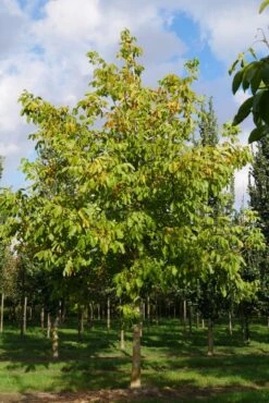 Grote Walnoot (Juglans Regia) -Garden Plants Series Store juglans regia s 35 40 1 1