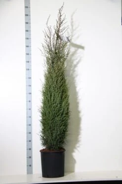Jeneverbes (Juniperus Communis 'Hibernica') -Garden Plants Series Store juniperus comm. hibernica 150 175 cm co. 18l kopie
