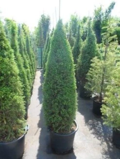 Jeneverbes (Juniperus Communis 'Hibernica') -Garden Plants Series Store juniperus communis hibernica 150 175