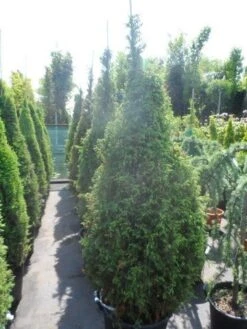 Jeneverbes (Juniperus Communis 'Hibernica') -Garden Plants Series Store juniperus communis hibernica 175 200