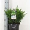 Jeneverbes (Juniperus Horizontalis 'Andorra Compact') 2 Jeneverbes (Juniperus Horizontalis 'Andorra Compact') -Garden Plants Series Store juniperus hor. andorra compact zomer c3 m