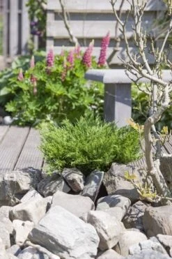 Jeneverbes (Juniperus Horizontalis 'Andorra Compact') -Garden Plants Series Store juniperus horizontalis andorra compact