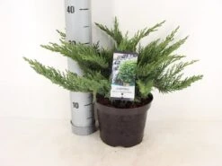 Sevenboom (Juniperus Sabina 'Tamariscifolia') -Garden Plants Series Store juniperus sabina tamariscifolia zomer c3 m 1