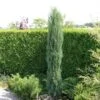 Jeneverbes (Juniperus Scopulorum 'Skyrocket') -Garden Plants Series Store juniperus scopulorum skyrocket