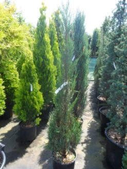 Jeneverbes (Juniperus Scopulorum 'Skyrocket') -Garden Plants Series Store juniperus scopulorum skyrocket 125 150
