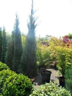 Jeneverbes (Juniperus Scopulorum 'Skyrocket') -Garden Plants Series Store juniperus scopulorum skyrocket 250 300