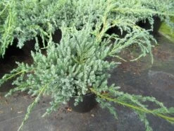 Jeneverbes (Juniperus Squamata 'Blue Carpet') -Garden Plants Series Store juniperus squamata blue carpet 1 1