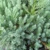 Jeneverbes (Juniperus Squamata 'Blue Carpet') -Garden Plants Series Store juniperus squamata blue carpet 2 1