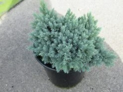 Jeneverbes (Juniperus Squamata 'Blue Star') -Garden Plants Series Store juniperus squamata blue star 1