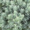 Jeneverbes (Juniperus Squamata 'Blue Star') -Garden Plants Series Store juniperus squamata blue star 2