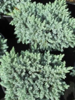 Garden Plants Series Store -Garden Plants Series Store juniperus squamata blue star 3