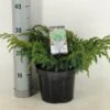Jeneverbes (Juniperus Squamata 'Blue Swede') -Garden Plants Series Store juniperus squamata blue swede c3 m